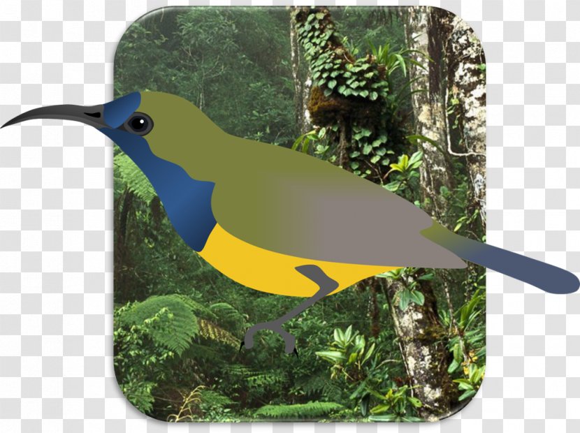 DeviantArt Work Of Art Artist Museum - National Park - Bird Paradise In Papua New Guinea Transparent PNG