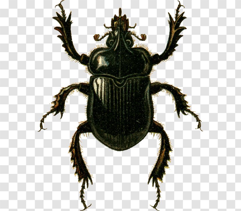Dung Beetle Goliathus Scarabaeoidea Weevil Transparent PNG