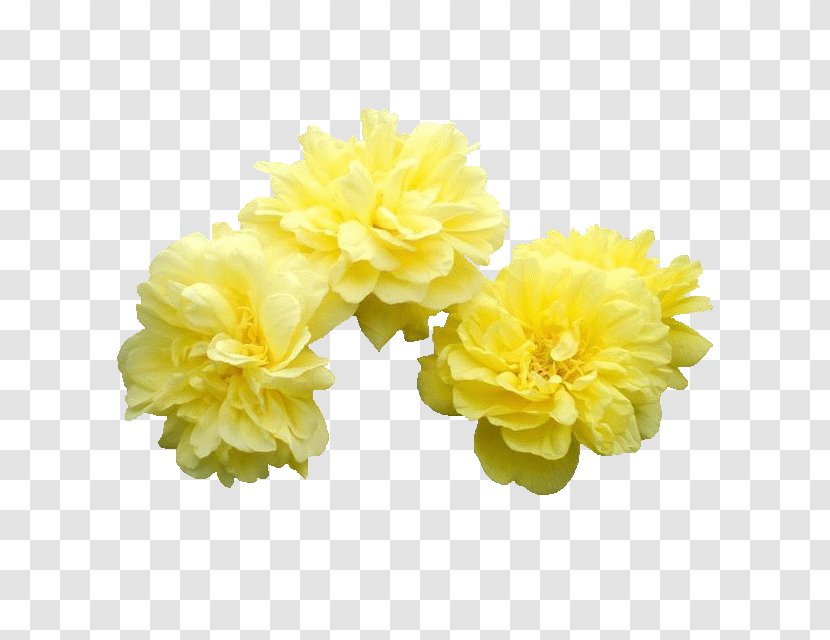 Moutan Peony Flower - Arranging Transparent PNG