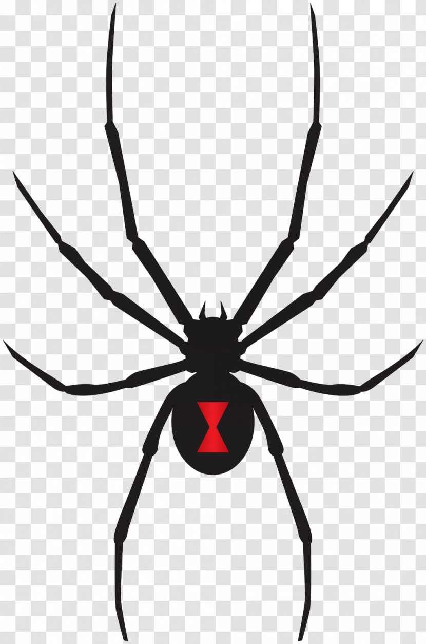 Armed Spiders Southern Black Widow Venom - Hobo Spider Transparent PNG