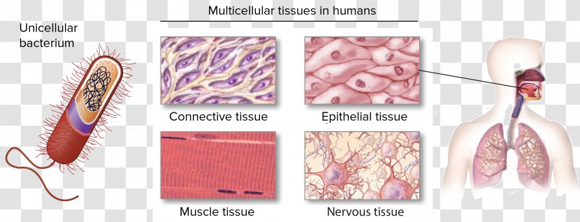 Connective Tissue Epithelium Human Body Nervous - Frame - Introduction Transparent PNG