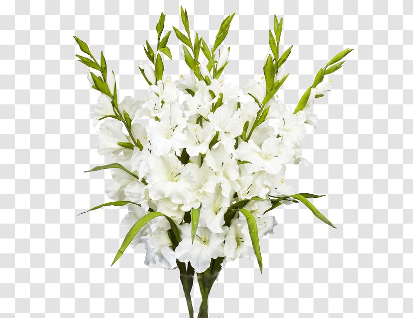 Floral Design Flower Bouquet Gladiolus White - Ribbon Transparent PNG