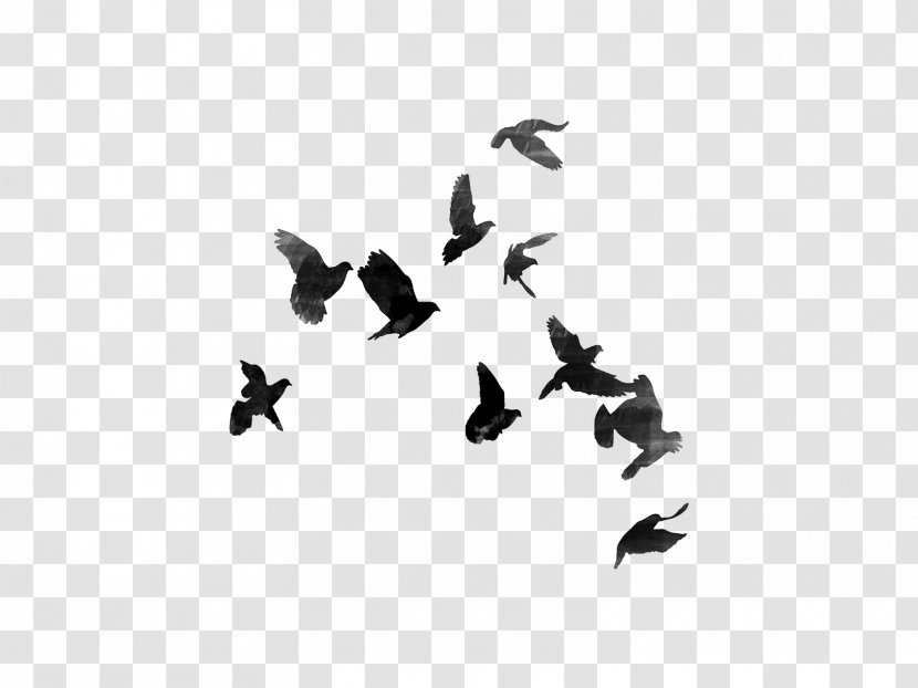 Bird Flock Wing Migration Font - Animal Blackandwhite Transparent PNG