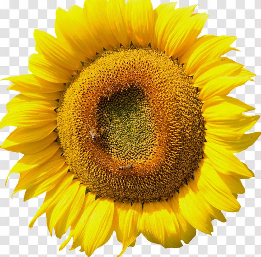 Common Sunflower - Pollen Transparent PNG