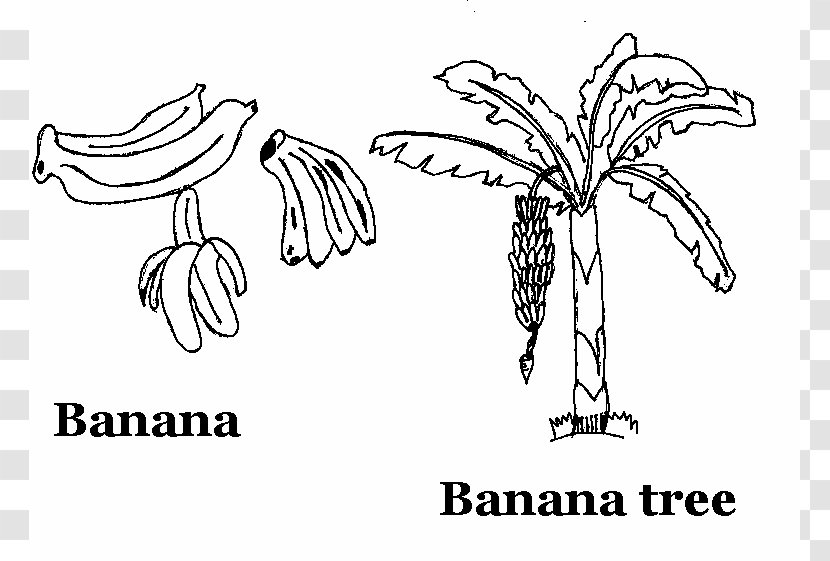 Banana Split Drawing Coloring Book Fruit - Watercolor - Tree Transparent PNG