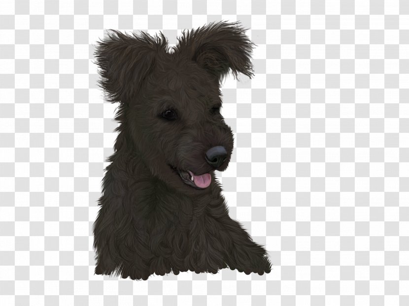 Glen Scottish Terrier Pumi Dog Schnoodle Puppy - Of Imaal Transparent PNG