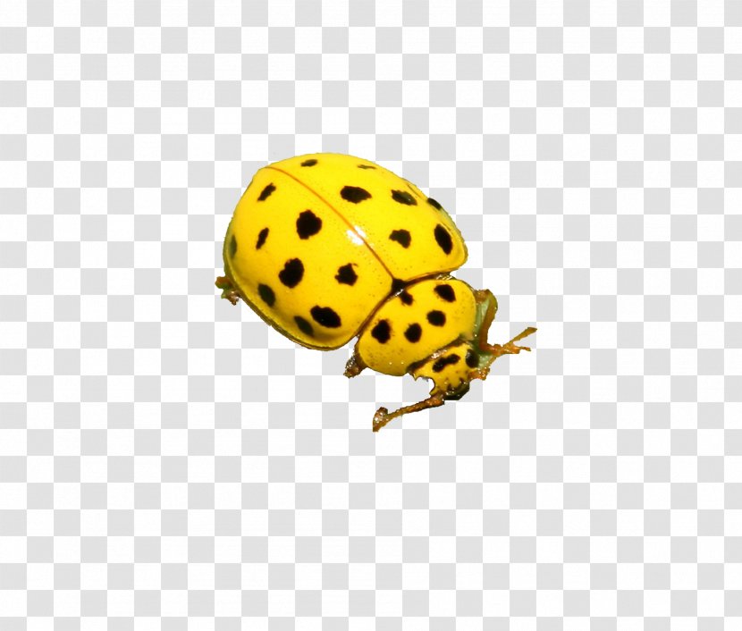 Beetle Ladybird Clip Art - Yellow - Ladybug Transparent PNG