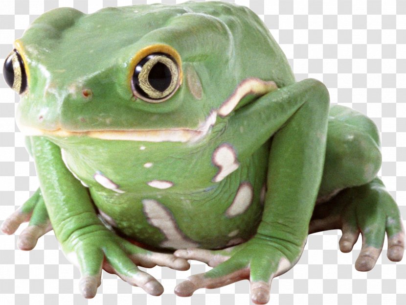 Frog - Grenouille Verte Transparent PNG