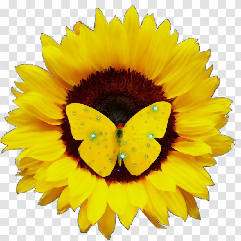 Sunflower - English Marigold - Petal Transparent PNG