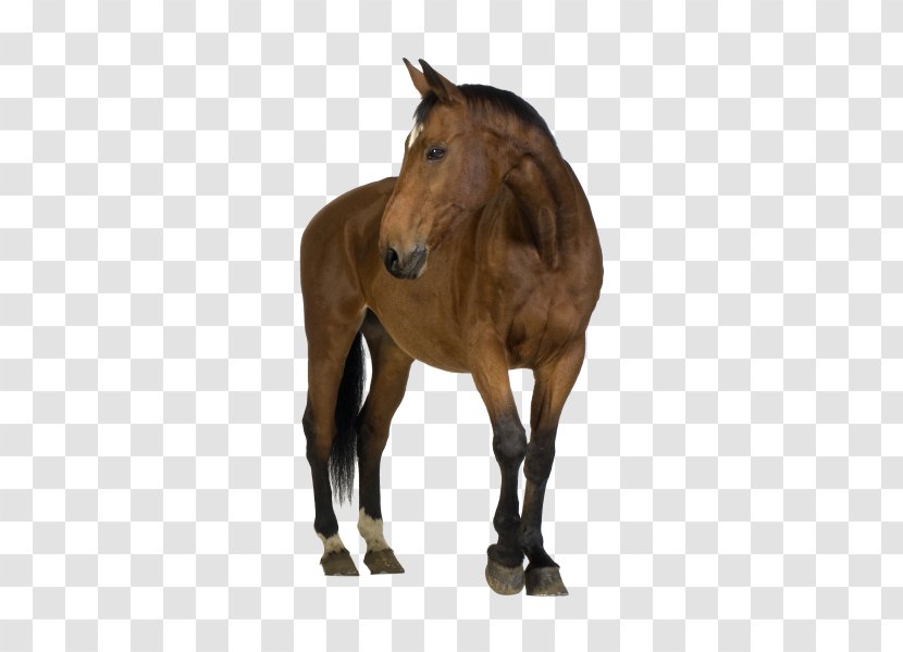 Horse Foal Mare Stock Photography Clip Art Transparent PNG