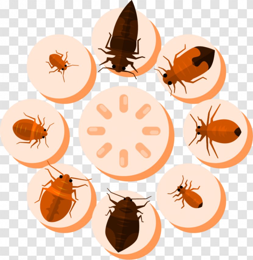 Kill Mosquito Killing Insect - Pest - Pests Transparent PNG