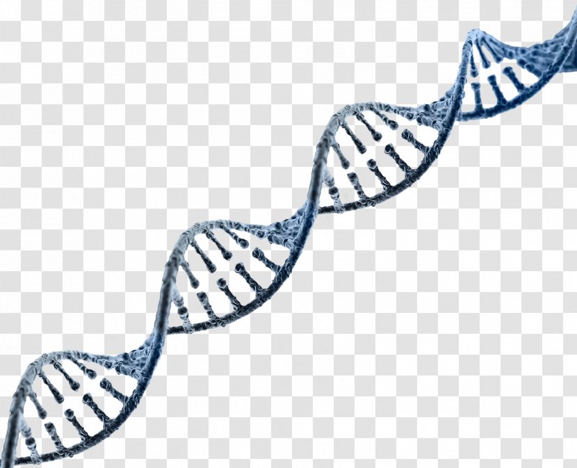 DNA Nucleic Acid Double Helix Genetics RNA Genome - Genetically Modified Organism - E-Cigarettes Transparent PNG