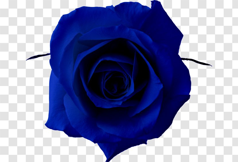 Blue Rose Clip Art - Garden Roses - 荞麦面 Transparent PNG