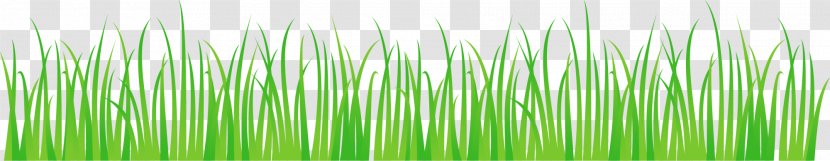 Wheatgrass Green - Grass Family Transparent PNG