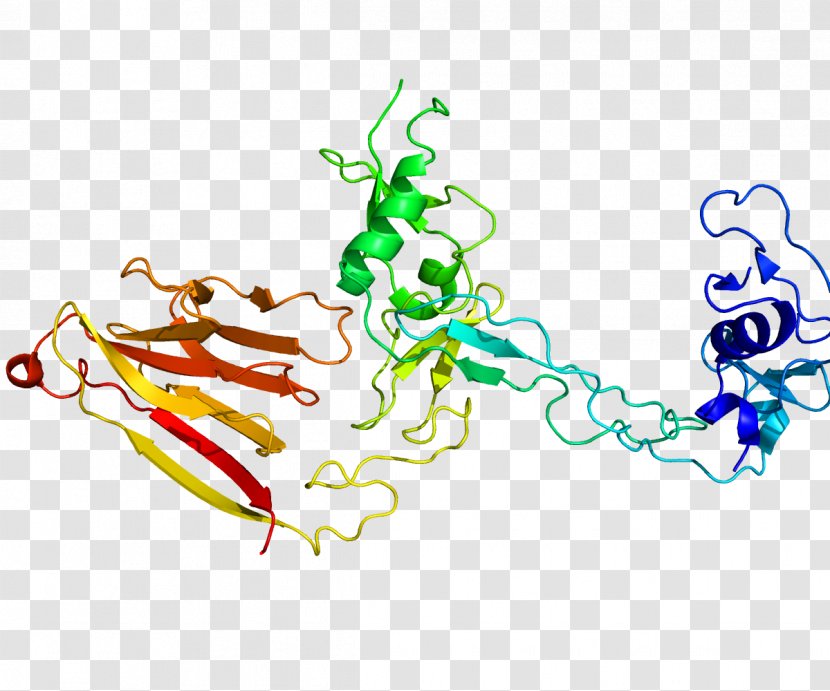 ADAMTS13 Von Willebrand Factor Metalloproteinase Disease Disintegrin - Immune Thrombocytopenic Purpura - Text Transparent PNG