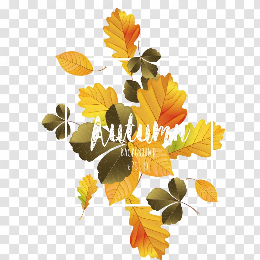 Calendula Officinalis Common Sunflower Yellow Pattern - Nut - Autumn Leaves Poster Design Material Transparent PNG