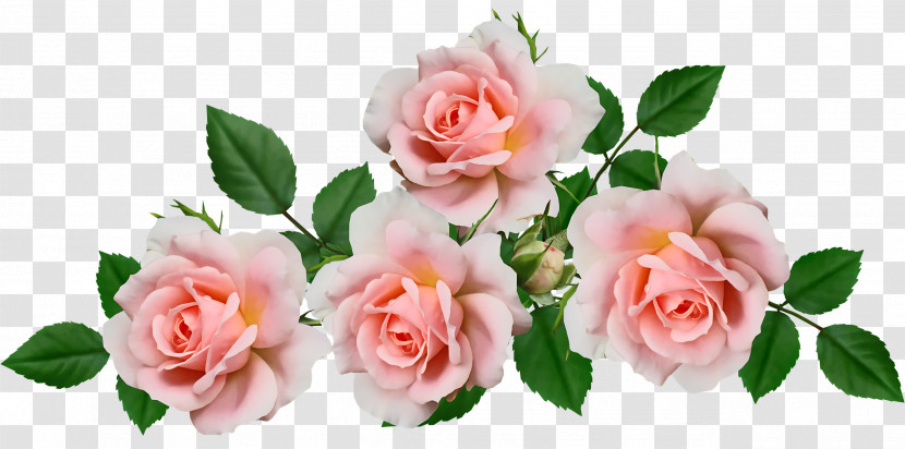 Garden Roses Transparent PNG