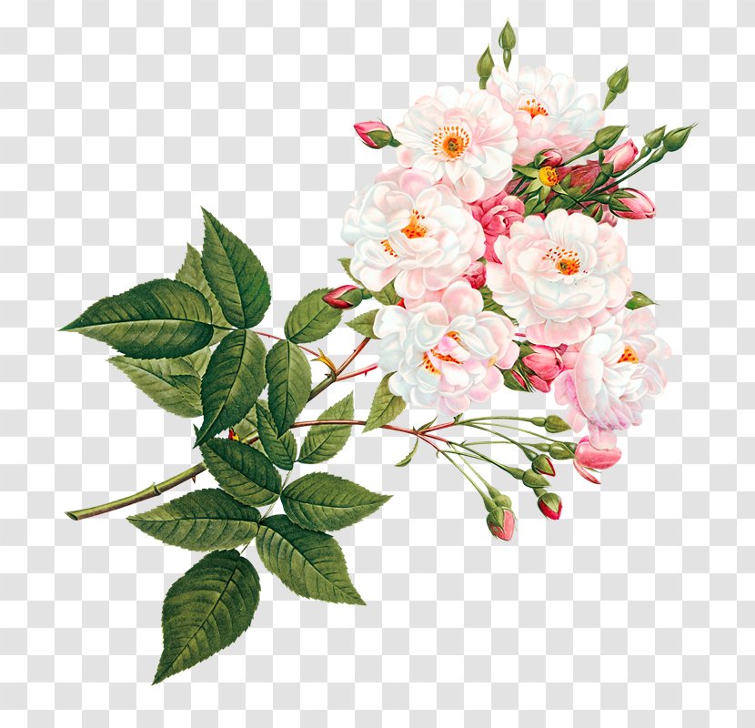 Pink And White Flowers - Gratis - Petal Transparent PNG