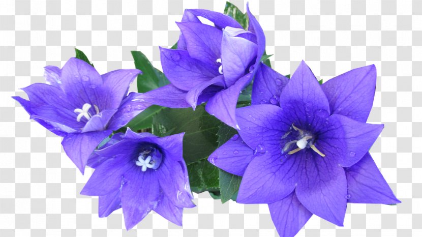 Clip Art Image Photograph Download - Violet Family - Blue Flowers Transparent PNG