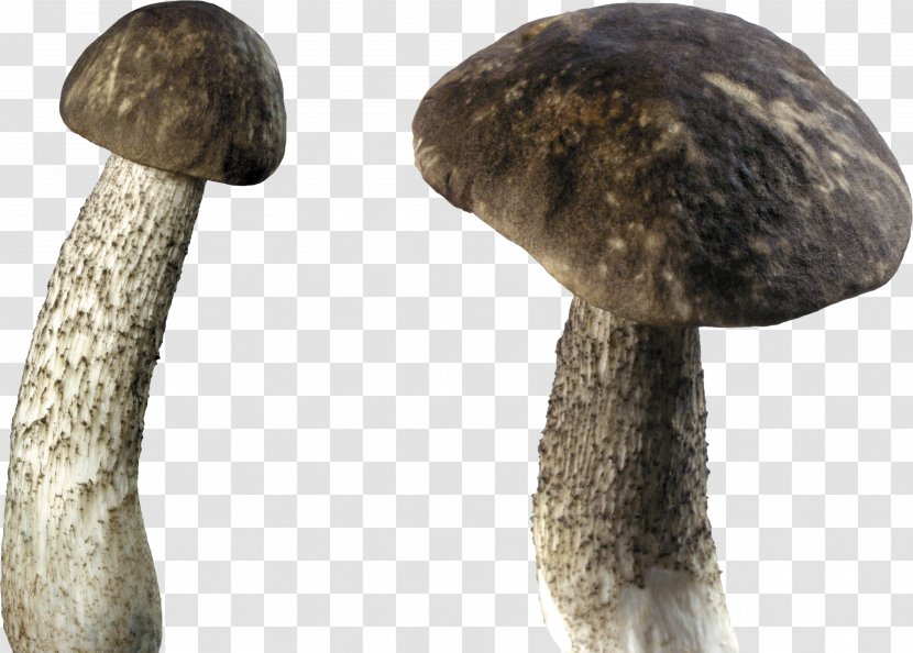 Mushroom Clip Art - Gimp - Image Transparent PNG