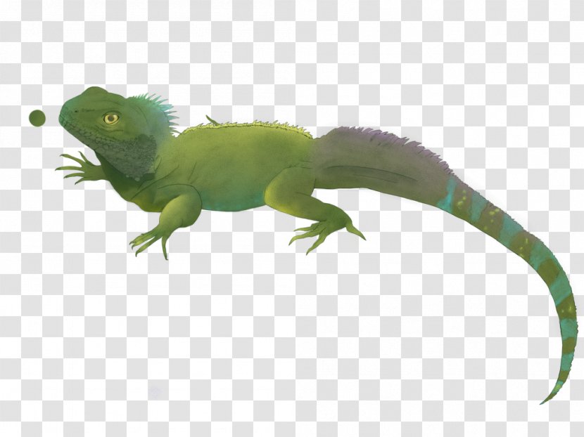 Common Iguanas Amphibian Fauna Tail - Water Dragon Transparent PNG