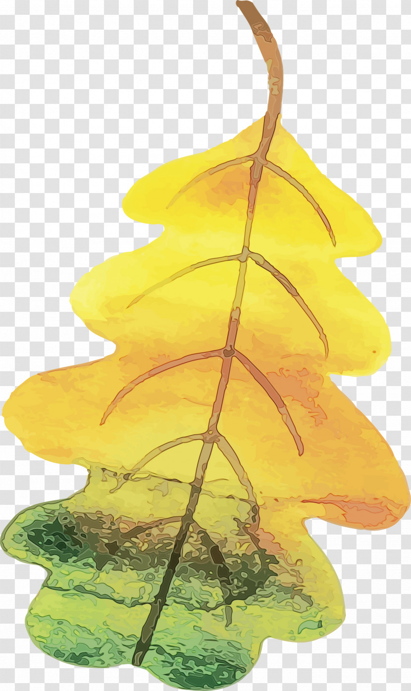 Leaf Tree 2050 Plant Structure Biology Transparent PNG