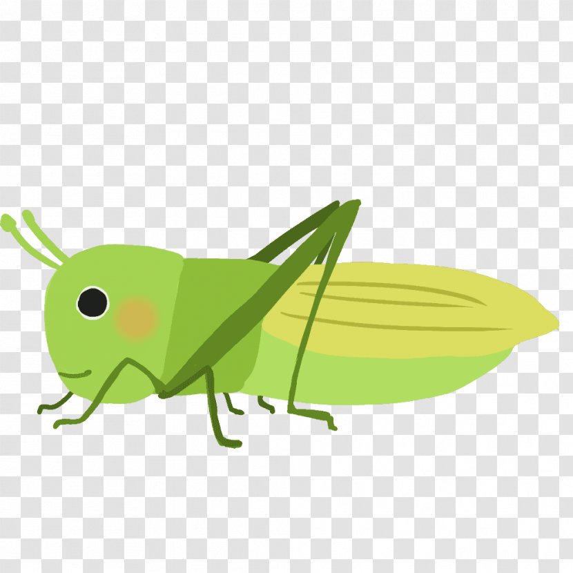 Grasshopper Locust Insect Clip Art - Invertebrate Transparent PNG