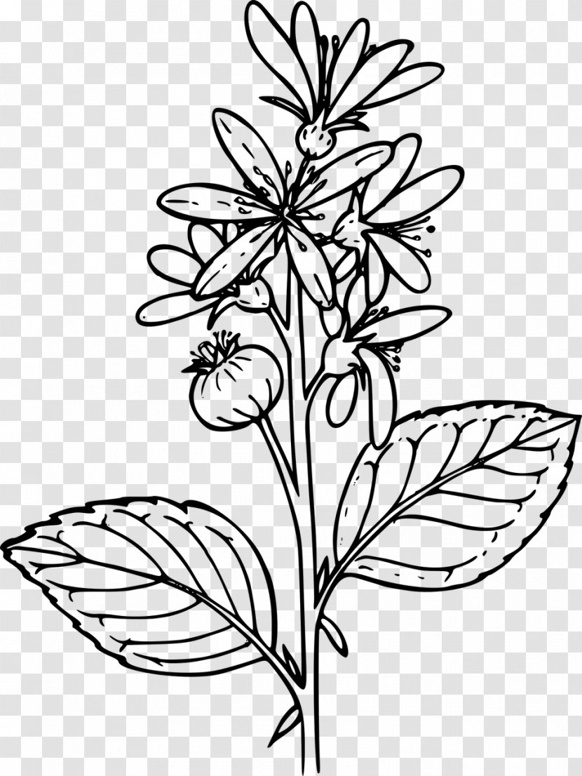 Drawing Wildflower Plant Clip Art - Botanical Illustration - Biopharmaceutical Color Pages Transparent PNG