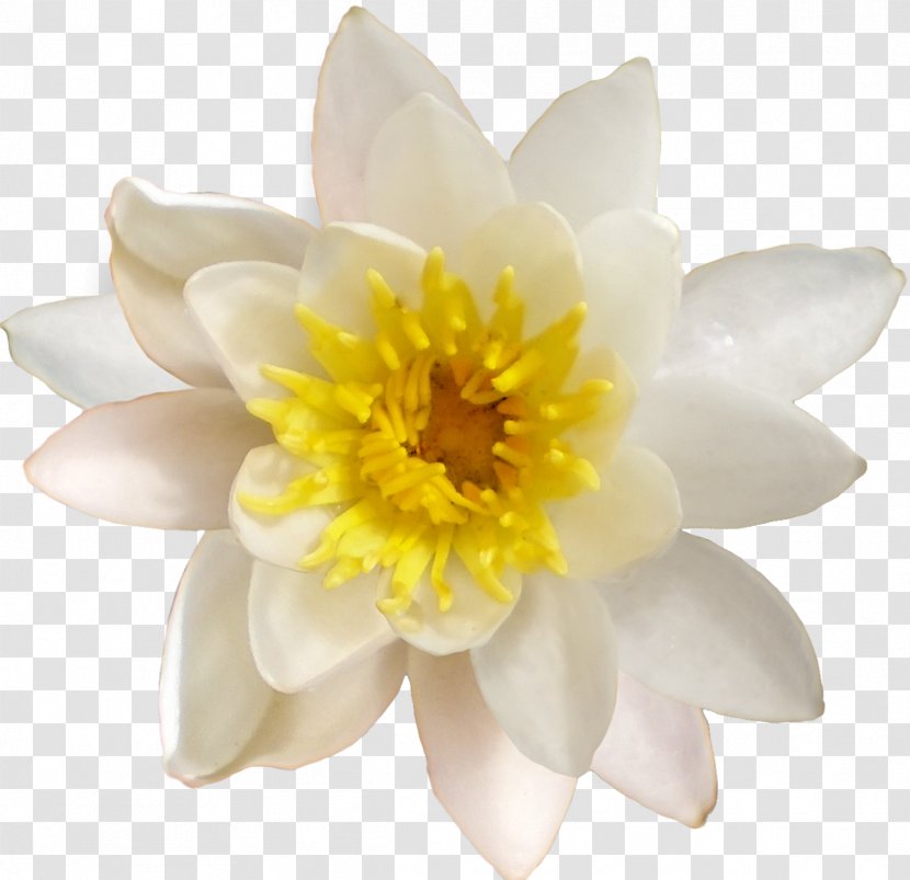 Petal White Designer - Flowering Plant - Design Transparent PNG