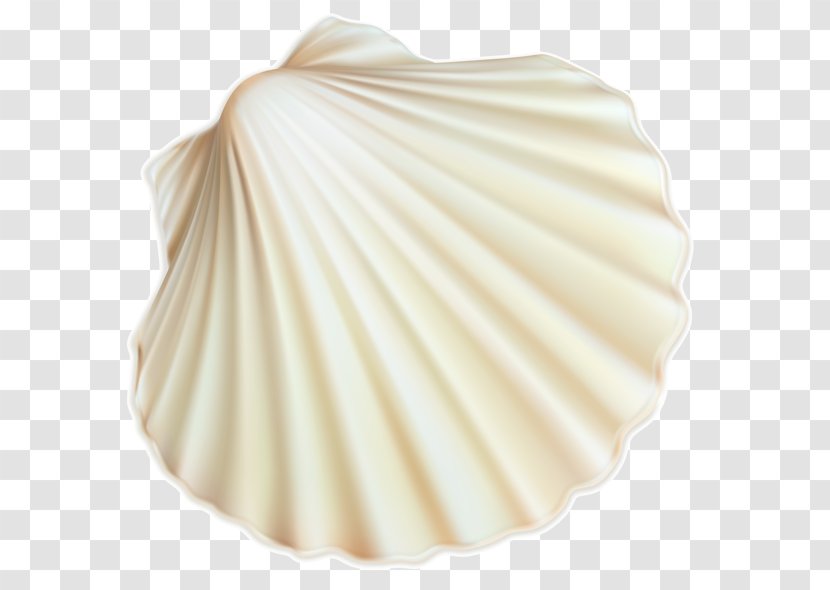 Seashell Clip Art Image White - Spiral Transparent PNG