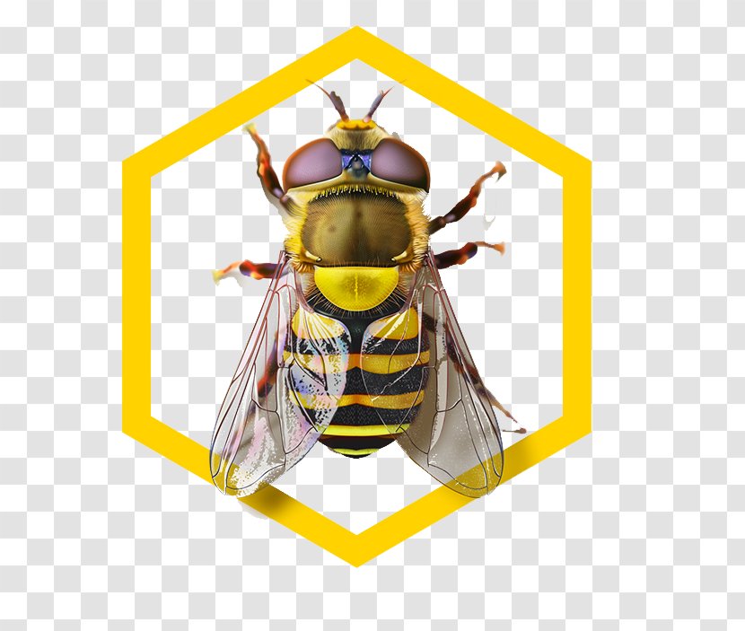 Honey Bee Hornet Wasp - Insect - Pattern Transparent PNG
