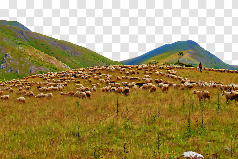 Grassland Plant Community Steppe Grasses Nature Reserve Transparent PNG