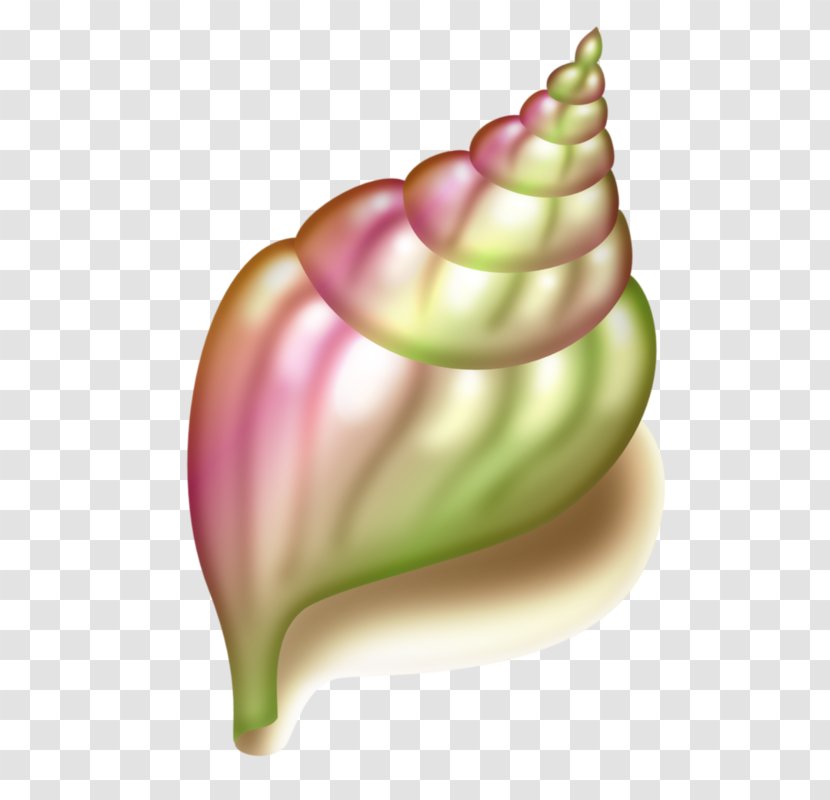 Seashell Conch Clip Art - Been Transparent PNG