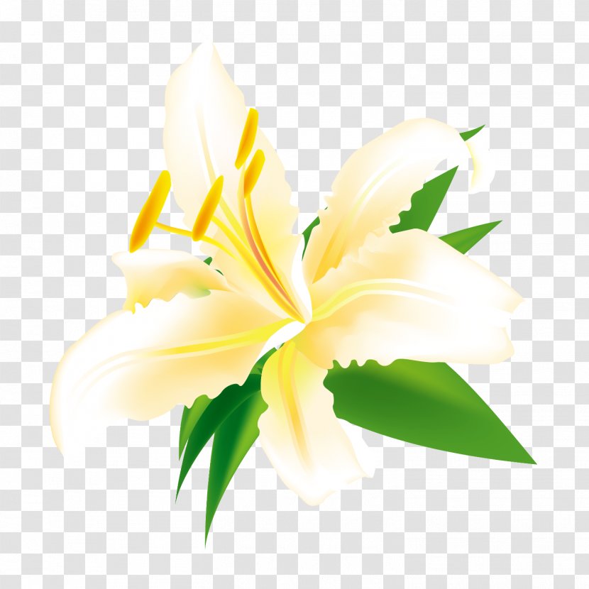 Easter Lily Euclidean Vector Flower Illustration - Yellow - Decorative Transparent PNG