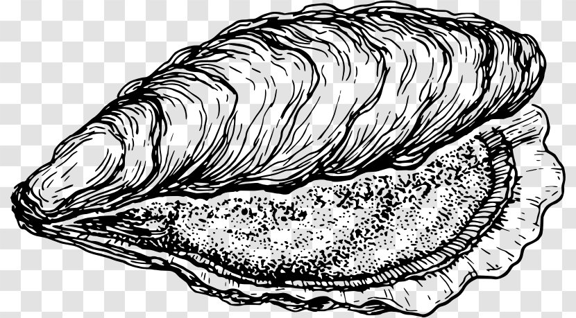Cockle Oyster Clam Fish Seashell - Line Art Transparent PNG