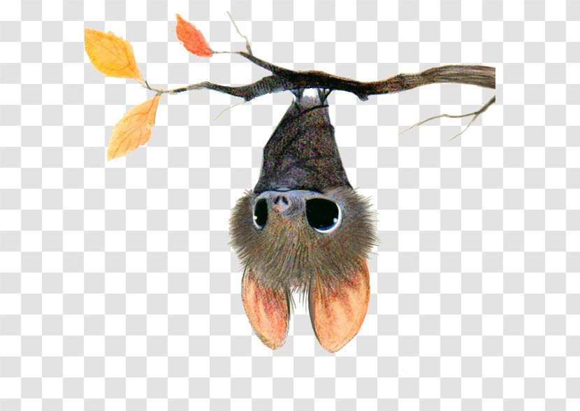 Bat Drawing Cuteness Cartoon Illustration - Snout Transparent PNG