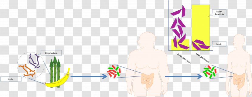 Bacteroidetes Firmicutes Nutrient Inulin Prebiotic - Lean Transparent PNG