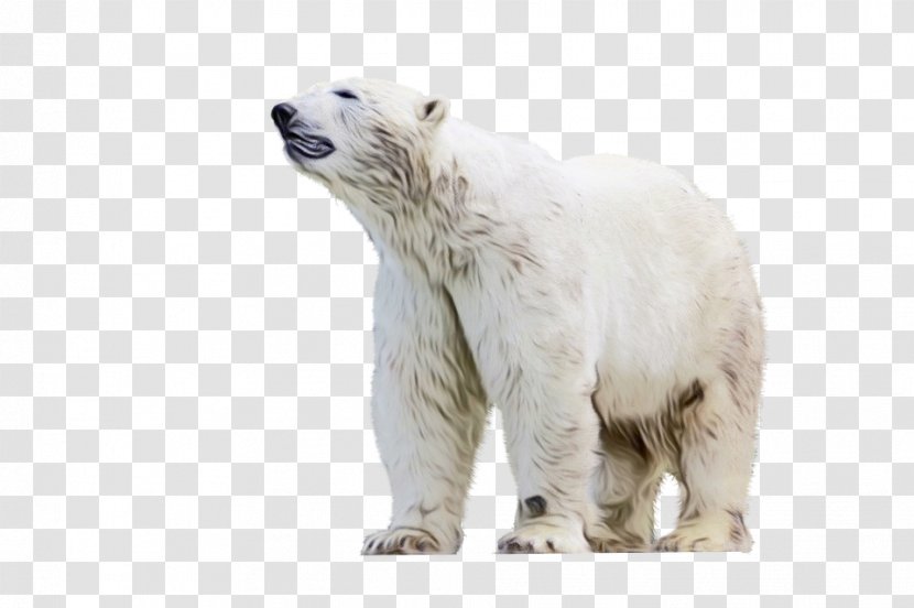 Polar Bear Cartoon - Animal Figure - Wildlife Transparent PNG