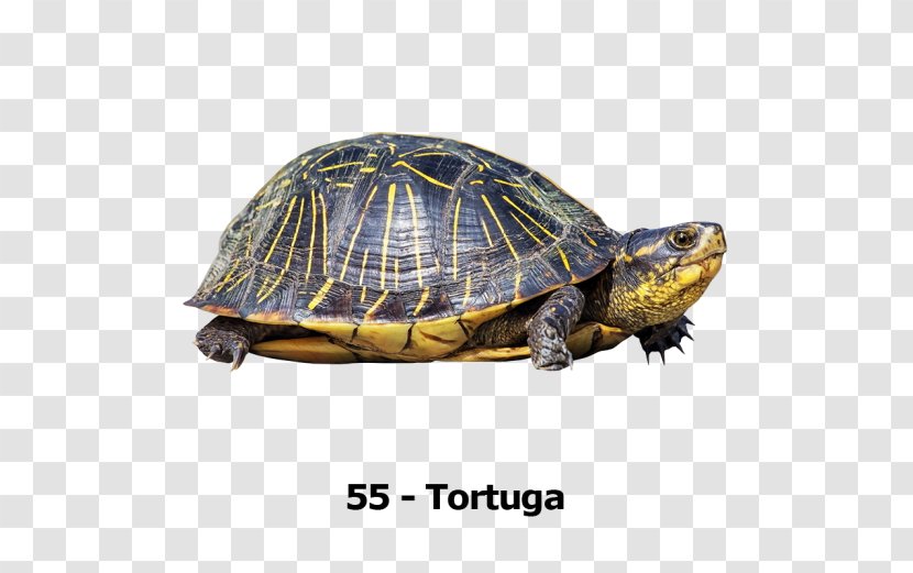 Box Turtles Transparency And Translucency - Chelydridae - Turtle Transparent PNG