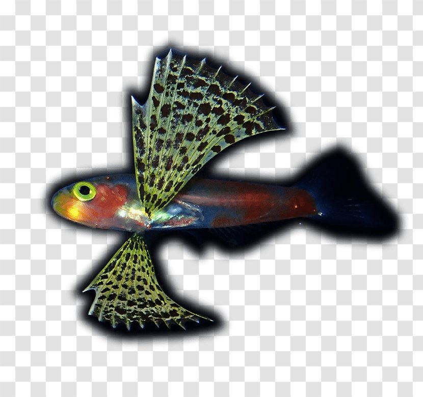 Genus Cinematography Juvenile Fish Scuba Diving Transparent PNG