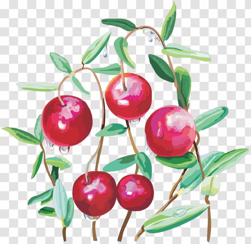 Cranberry Clip Art - Branch Transparent PNG