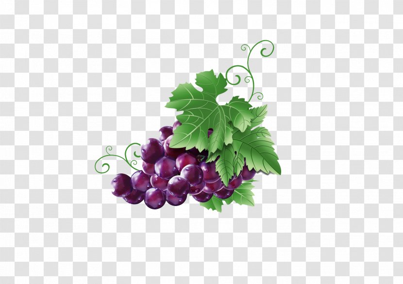 Wine Grapevines Fruit - Grapevine Family - Hand-painted Grapes Transparent PNG