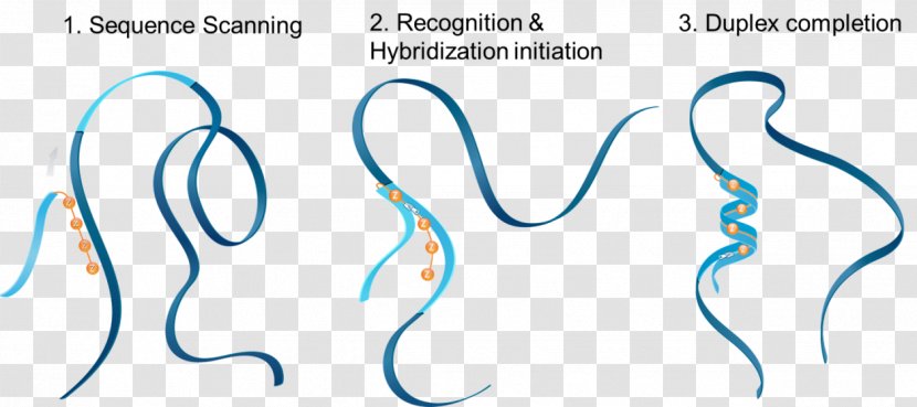 Health Blog Physical Fitness Nose - Frame - Nucleic Acid Sequence Transparent PNG