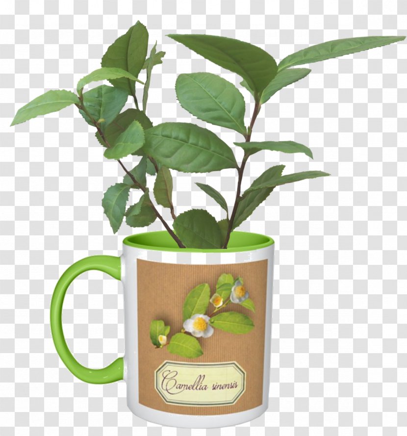 Citrus Herbalism Flowerpot Tree Transparent PNG