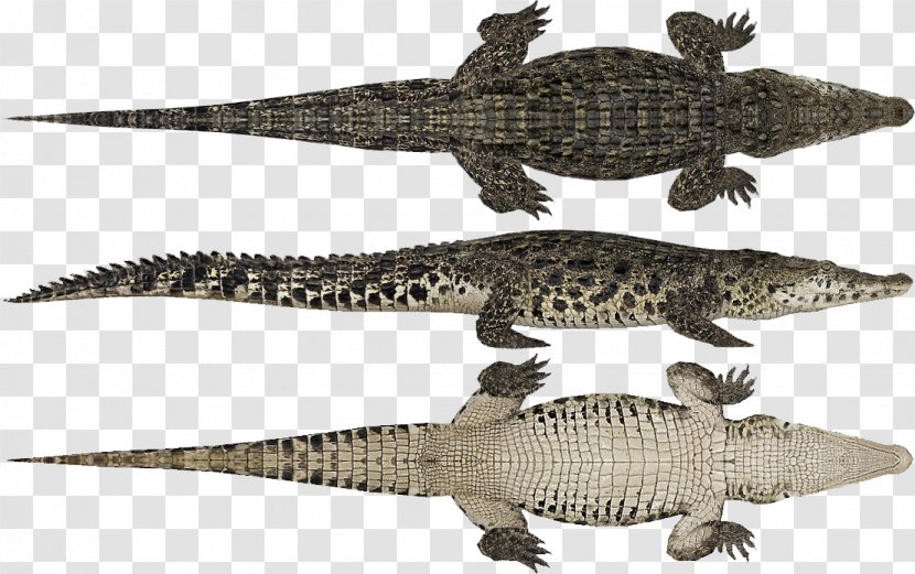 Nile Crocodile American Alligator Yacare Caiman Broad-snouted - Terrestrial Animal - Zoo Tycoon 2 Transparent PNG