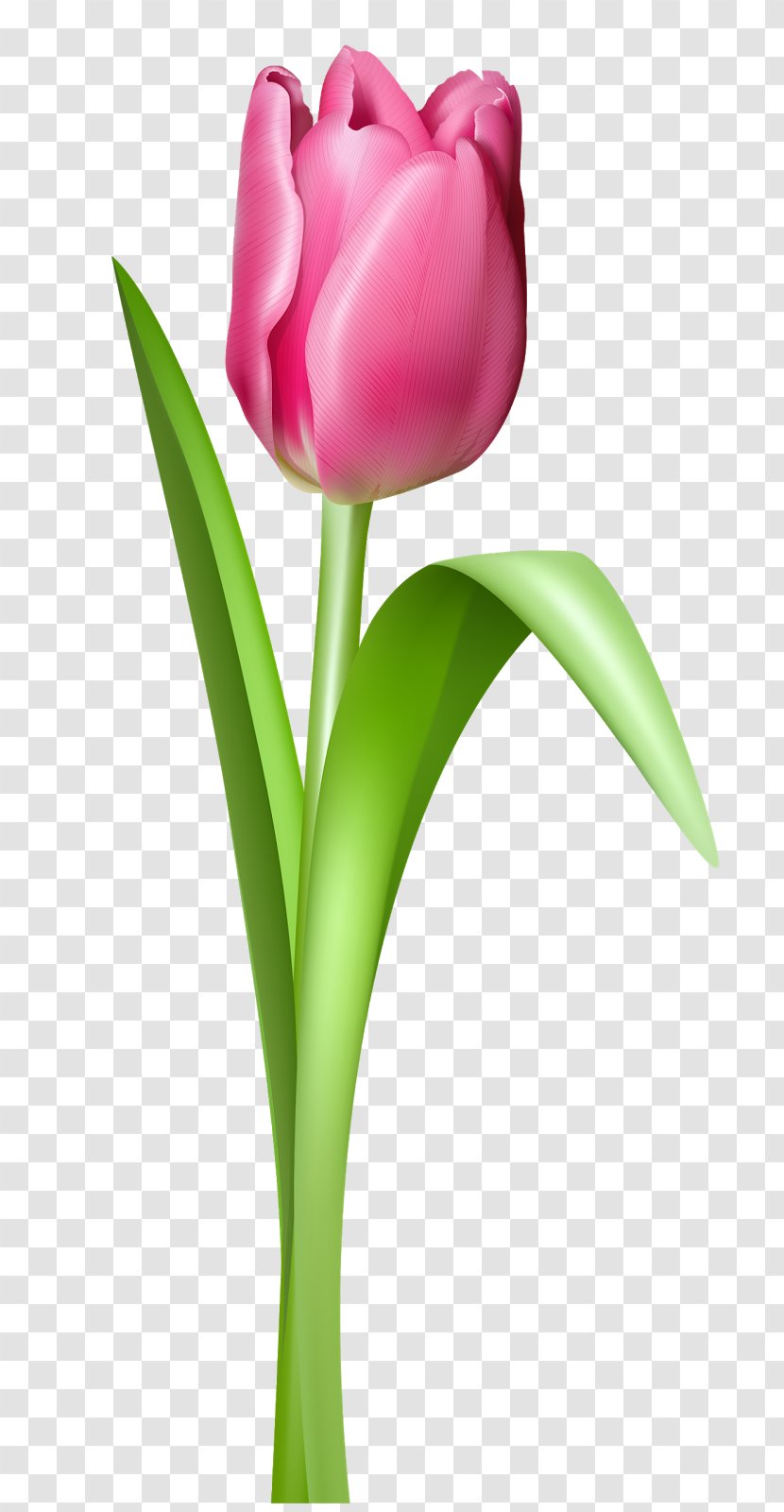 Indira Gandhi Memorial Tulip Garden Pink Clip Art - Plant Transparent PNG
