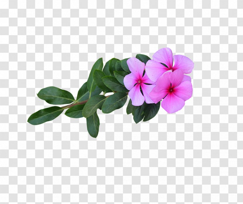 Petal Flower Photograph Image Transparent PNG