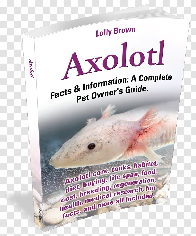 Axolotl Aquarium Pet Salamander Breed Transparent PNG
