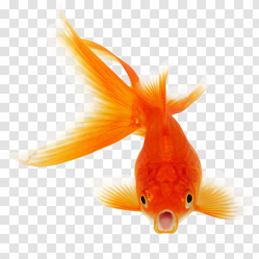 Goldfish Koi Clip Art - Vertebrate - Real Fish Clipart Transparent PNG