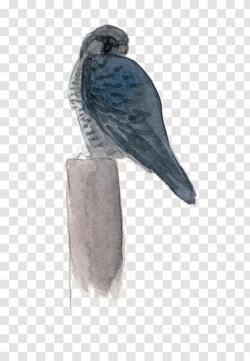 Hawk Parakeet Feather Falcon Beak - Tail Transparent PNG